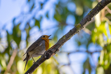 A red robin or Erithacus rubecula. This bird is a regular companion during gardening pursuits