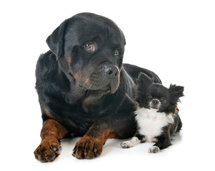 chihuahua and rottweiler