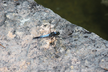 Libellula blu e nera