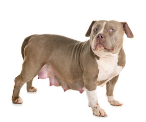 pregnant american bully in studio