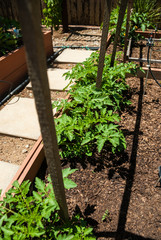 young tomato plant in a DIY garden