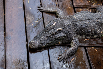 Crocodile farm at Great Lake Tonle Sap lake in Siem Reap, Cambodia