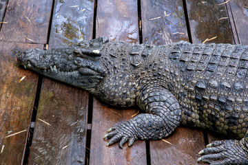 Crocodile farm at Great Lake Tonle Sap lake in Siem Reap, Cambodia