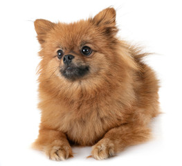 Obraz premium puppy pomeranian in studio