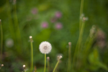 View of dandelion