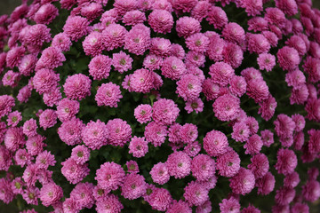 Plenty of beautiful chrysanthemum flowers