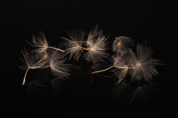 Dandelion umbrellas lie on a black reflective surface in a choatical manner in the studio, close-up, macro photo in studio