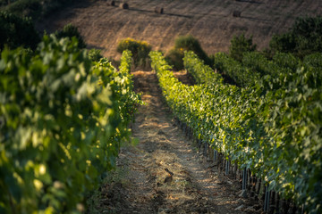 Obraz premium Pastina, Pisa, Tuscany - Countryside landscape