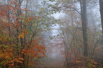 footpath in foggy autumn forest
