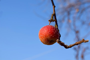 An apple covered with frost against the sky.