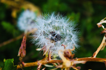 dandelion on black background