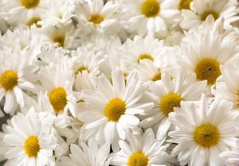 Beautiful chrysanthemum flowers