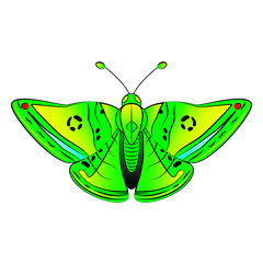 Green exotic butterfly with yellow, blue and red spots on isolated background