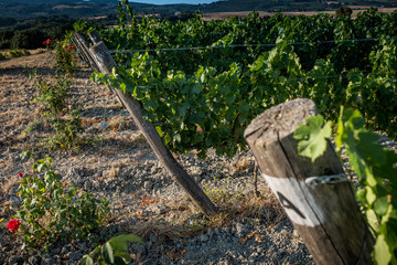 Pastina, Pisa, Tuscany - Countryside landscape
