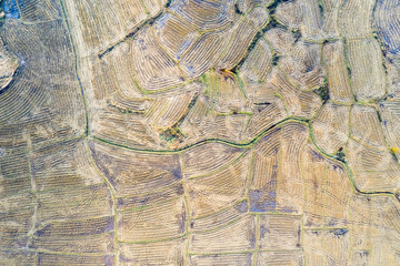 aerial view of rice fields after harvest