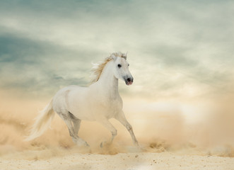 Naklejka na ściany i meble Beautiful white stallion