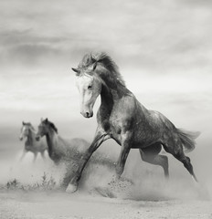 Fototapeta na wymiar Beautiful wild horses on freedom