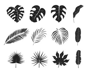 Fototapeta na wymiar Hand drawn tropical jungle leaves silhouettes. Aralia, monstera, banana, coconut, palm leaf. Botanical icons. Vector isolated illustration.
