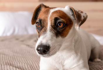 Cute Jack Russell terrier on bed at home