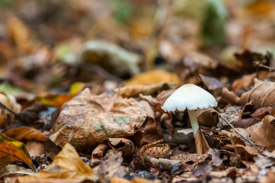 A small white mushroom between fallen leaves during autumn