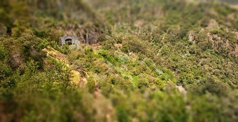 green moss on the rock