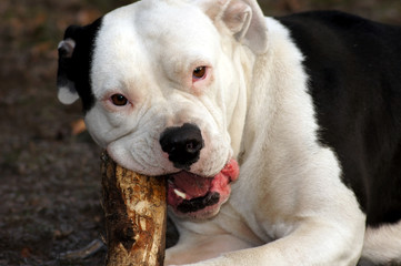 Wunderschöne Amerikanische Bulldogge kaut an Stock