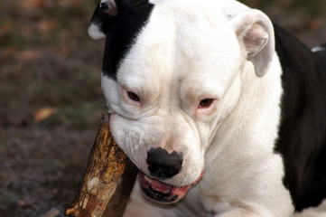 Obraz premium Wunderschöne Amerikanische Bulldogge kaut an Stock