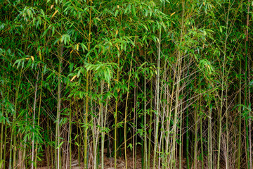 Fototapeta premium Bamboo thicket background.