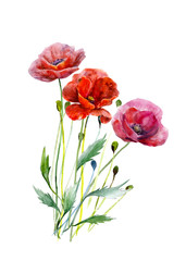 Obraz premium Bouquet of poppy flowers. Hand drawn watercolor illustration. Three red colors flowers leaves and stalks. Elements for design isolated on white. For wedding invitations, greeting cards, datings.
