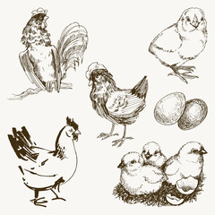Vector chicken breeding hand drawn set. Engraved Chicken, Roster, baby chick and egg illustrations. Rural natural bird farming. Poultry business. - 236076866