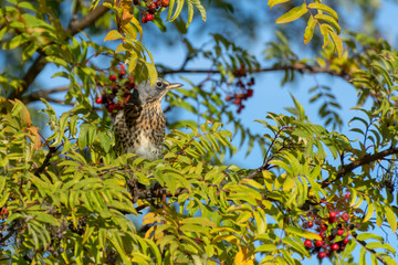 Bird sitting in a mountain-ash, picture from Northern Sweden.