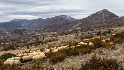 Fototapeta na wymiar Troupeau de mouton dans les Baronnies, en Provence