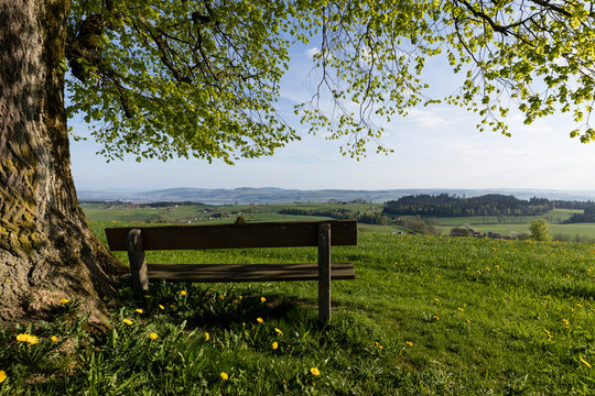 Old tree with a wooden bench stands on a hill on a wonderful spring day in central Switzerland near Ruswil