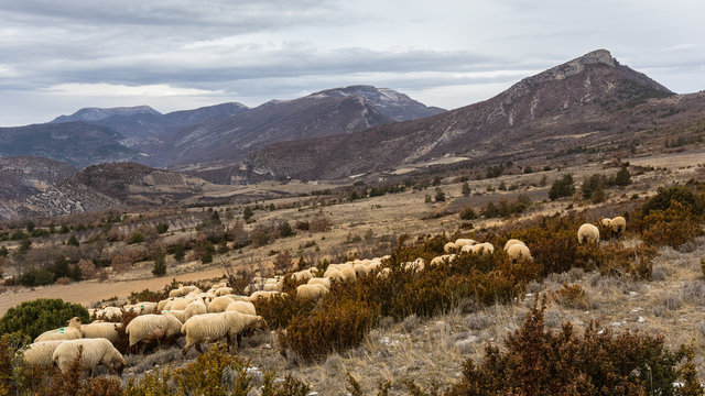 Troupeau de mouton dans les Baronnies, en Provence