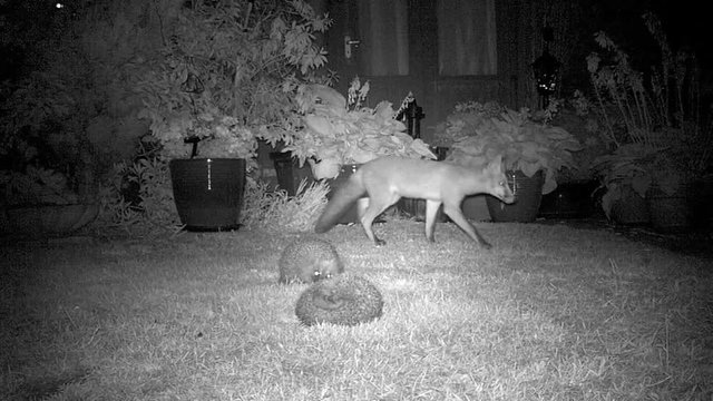 Fox and two hedghogs on urban house lawn feeding by infra red camera.