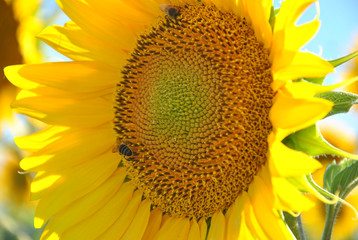 Girasol en el campo de Andalucía