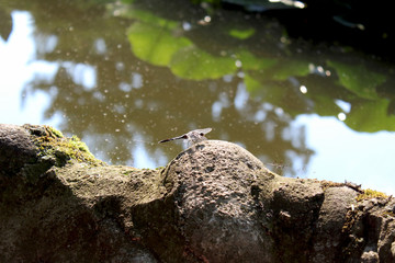 Libellula a bordo laghetto
