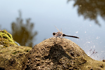 Libellula a riposo