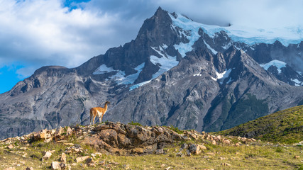 Guanaco in torres del paine national park