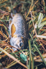 Trout caught on the lure.