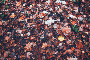 Dry leaves in the autumn forest.