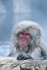 Snow monkey sitting in the onsen (hot spring) at the Jigokudani snow monkey park in Nagano, Japan.