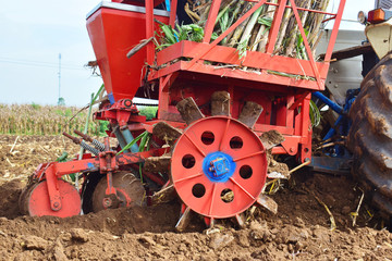 Obraz premium Sugarcane cultivation using farm machinery.