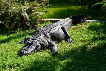 An Alligator in Florida.
