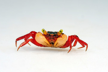 Mandarinen Krabbe (Geosesarma notophorum) - vampire crab © bennytrapp