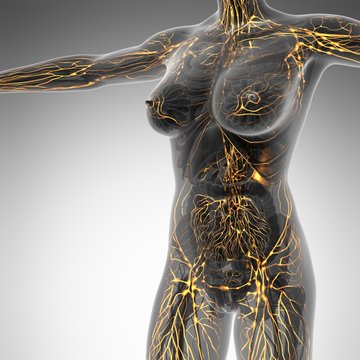 Human limphatic system with bones in transparent body