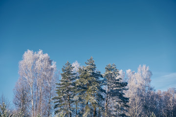 The crown of the tree is covered with hoarfrost