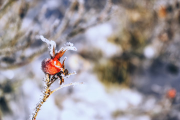 Rosehip berries covered with hoarfrost.