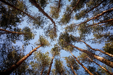Straight trunks of tall pines under the blue sky