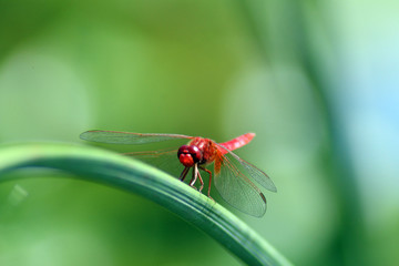 Libellula rossa su uno stelo